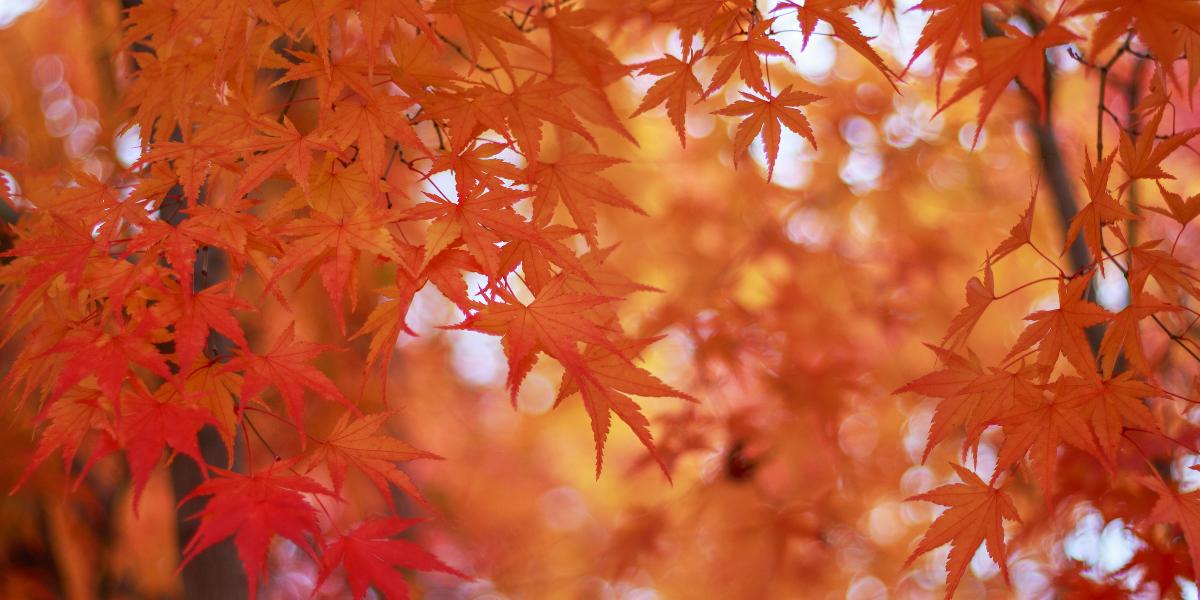 There is a time for everything Bible verse devotional