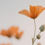 A Bible study about rest and renewal