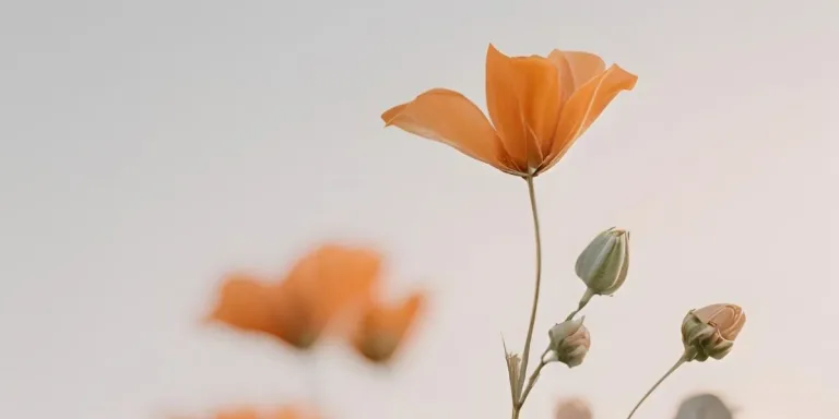 A Bible study about rest and renewal