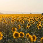 Renewing Your Strength Banner