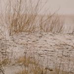 Be Still Before The Lord Devotional