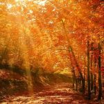 Don't be lazy Bible verse