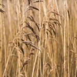 Commit everything you do to the lord devotional