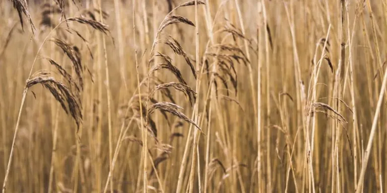 Commit everything you do to the lord devotional