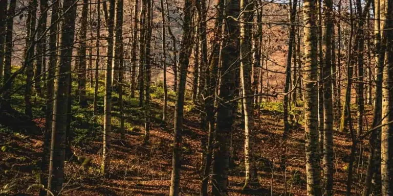 James 3:17 Devotional Banner