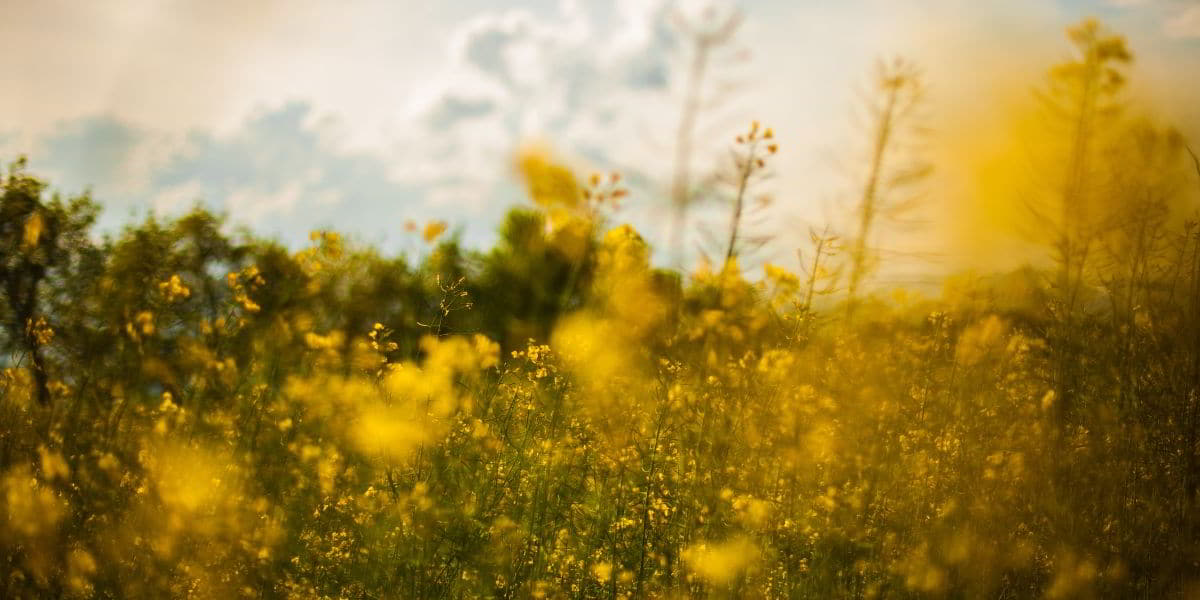 My soul waits for the Lord banner