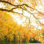 My soul waits for God banner