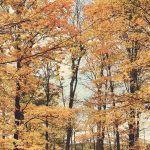 Proverbs 12:15 God's Wisdom Banner