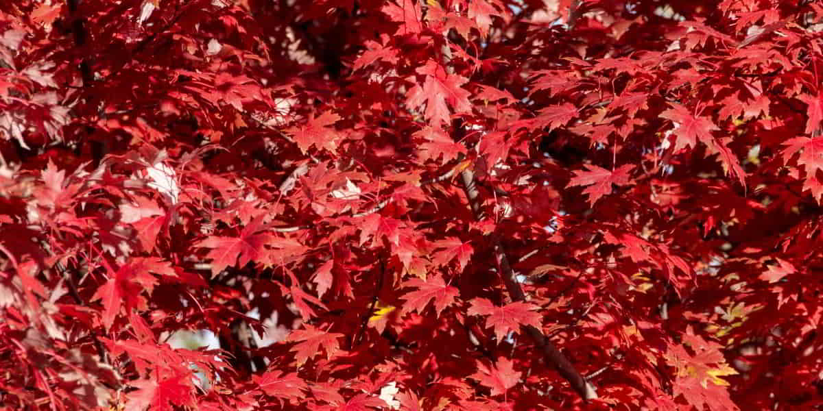 Pay wages that are owed Bible verse