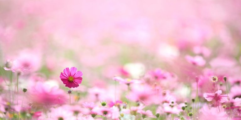 Healing trauma Christian devotional