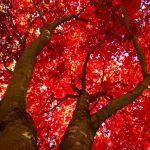 Walking with Integrity and honesty in the Bible