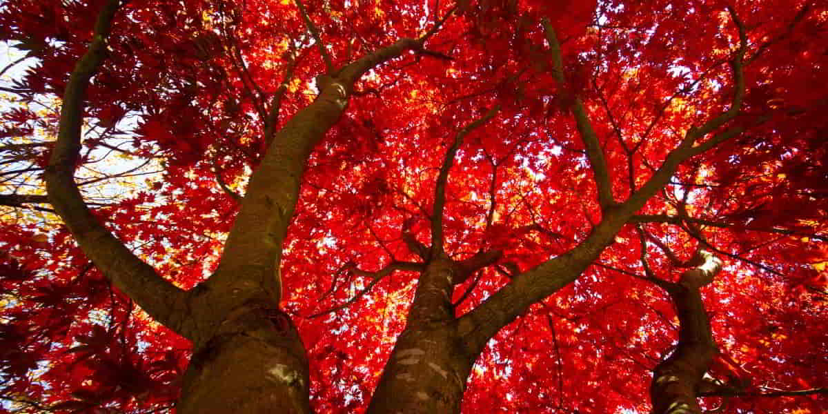 Walking with Integrity and honesty in the Bible