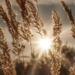 Gratitude challenge - Being grateful for God's creation