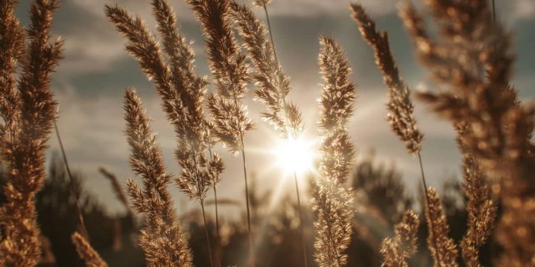 Gratitude challenge - Being grateful for God's creation