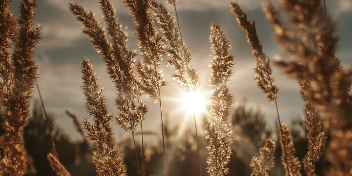 Gratitude challenge - Being grateful for God's creation