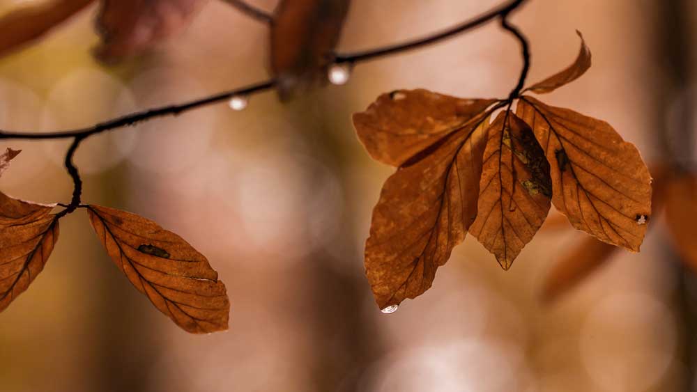 Gratitude challenge - Being grateful for health and wellness