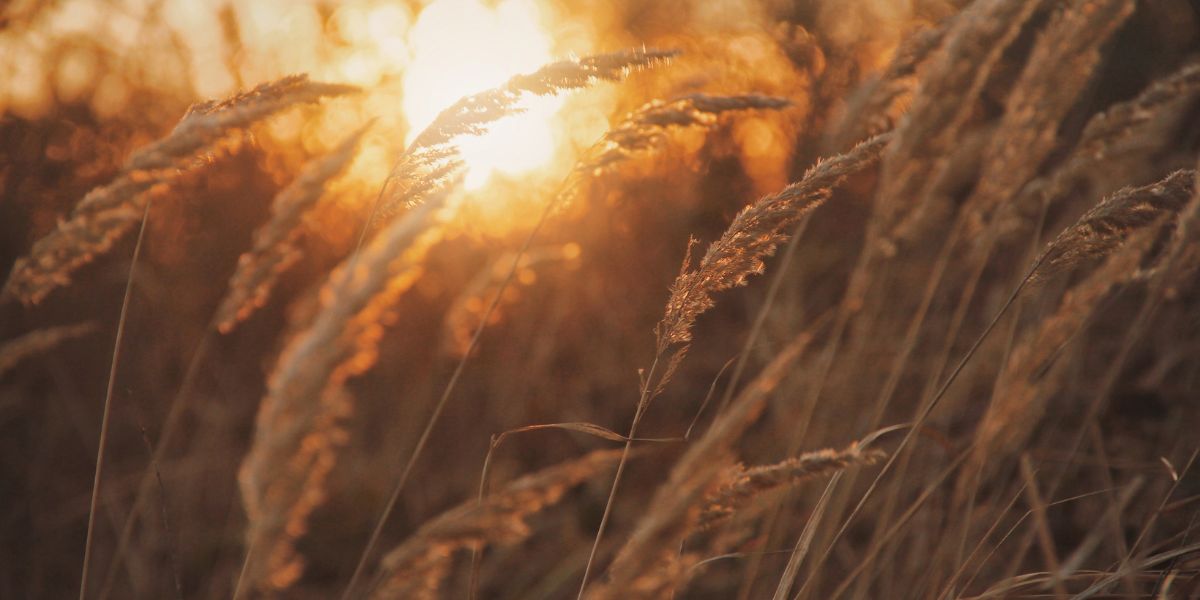 Gratitude challenge - Being thankful for God's provision