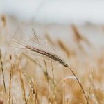 Christian Gratitude Challenge - Give thanks for the forgiveness of sins