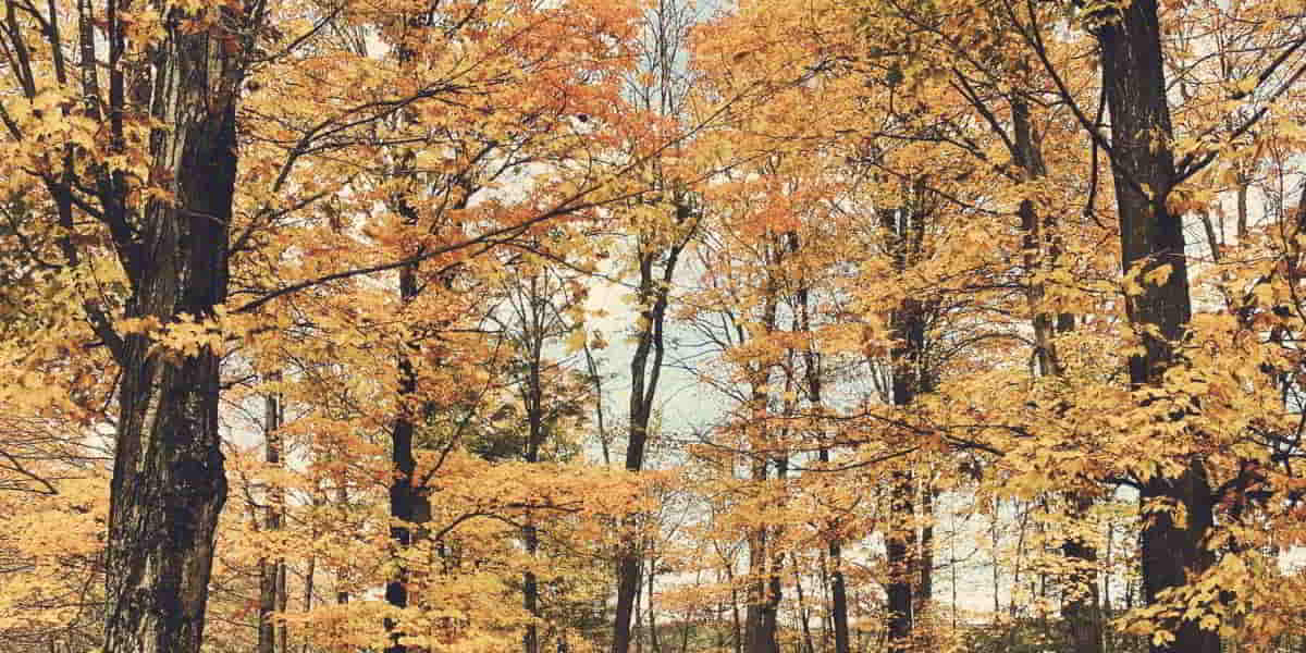 Give thanks for friendship