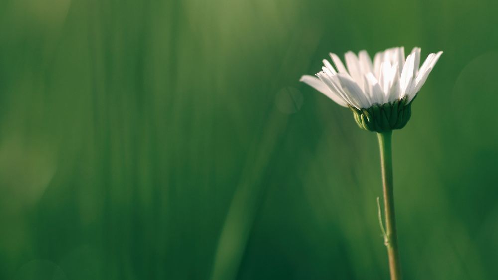 Devotional about creation and God's purpose