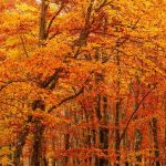 When Herod heard Jesus had been born he felt threatened