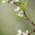 The birth of Jesus prophecy Micah 5:2