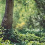 Jesus the humble King not the military leader