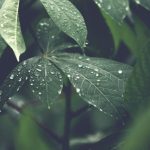 How Jesus fulfills the shoot of Jesse propehcy