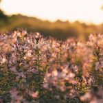 Bible reading and Scripture writing plan for March