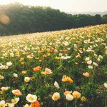 Bible Reading Plan For June