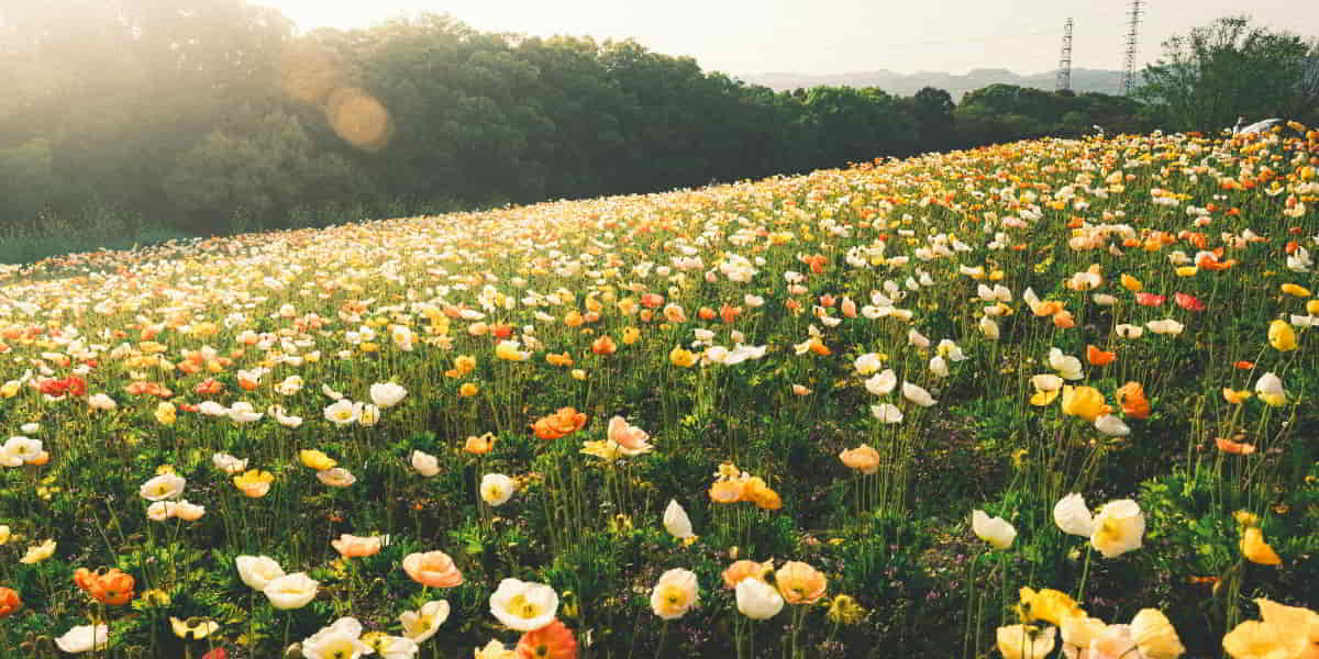 Bible Reading Plan For June