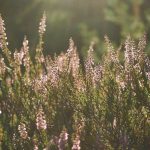 Biblical Devotionals for Stress, Anxiety, Fear And Worry