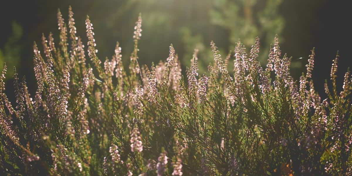 Biblical Devotionals for Stress, Anxiety, Fear And Worry