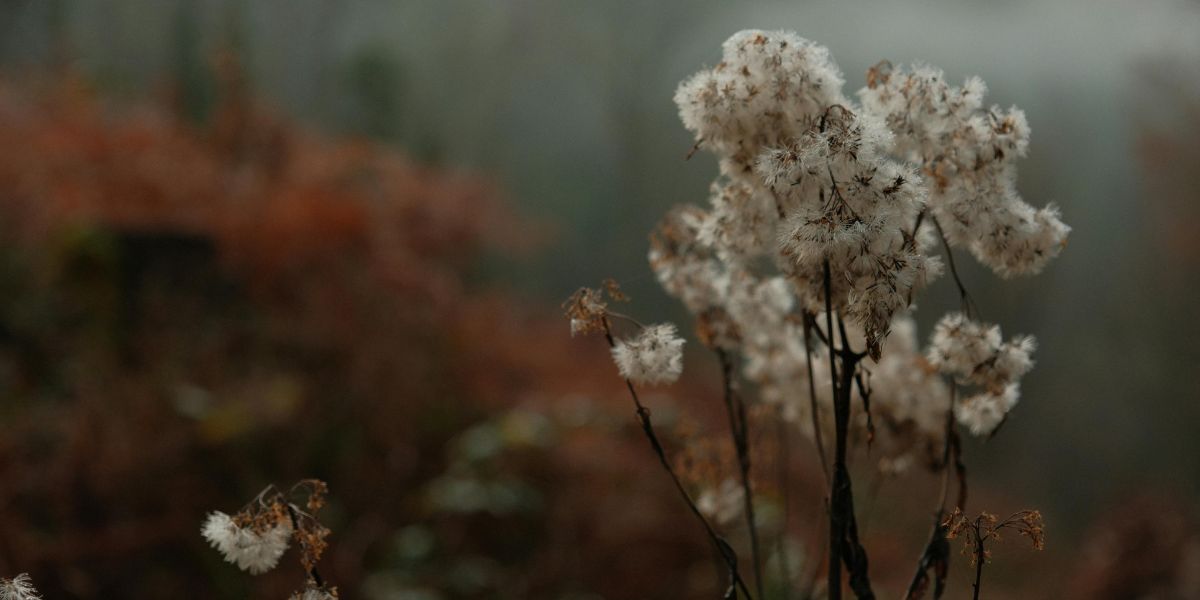 Christian Devotionals For Healing