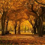 Gratitude Bible reading plan