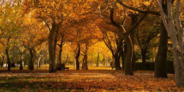 Gratitude Bible reading plan