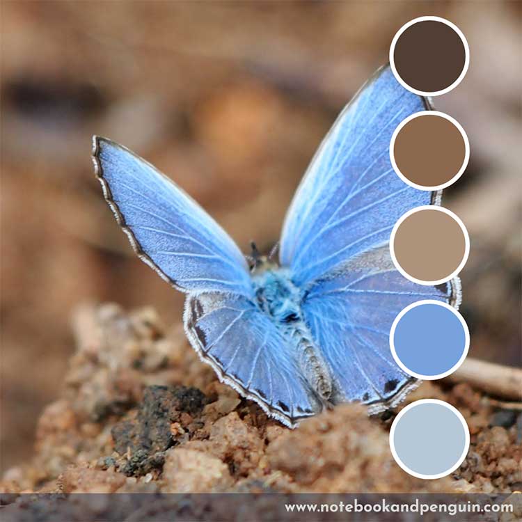 Pastel blue and brown color palette